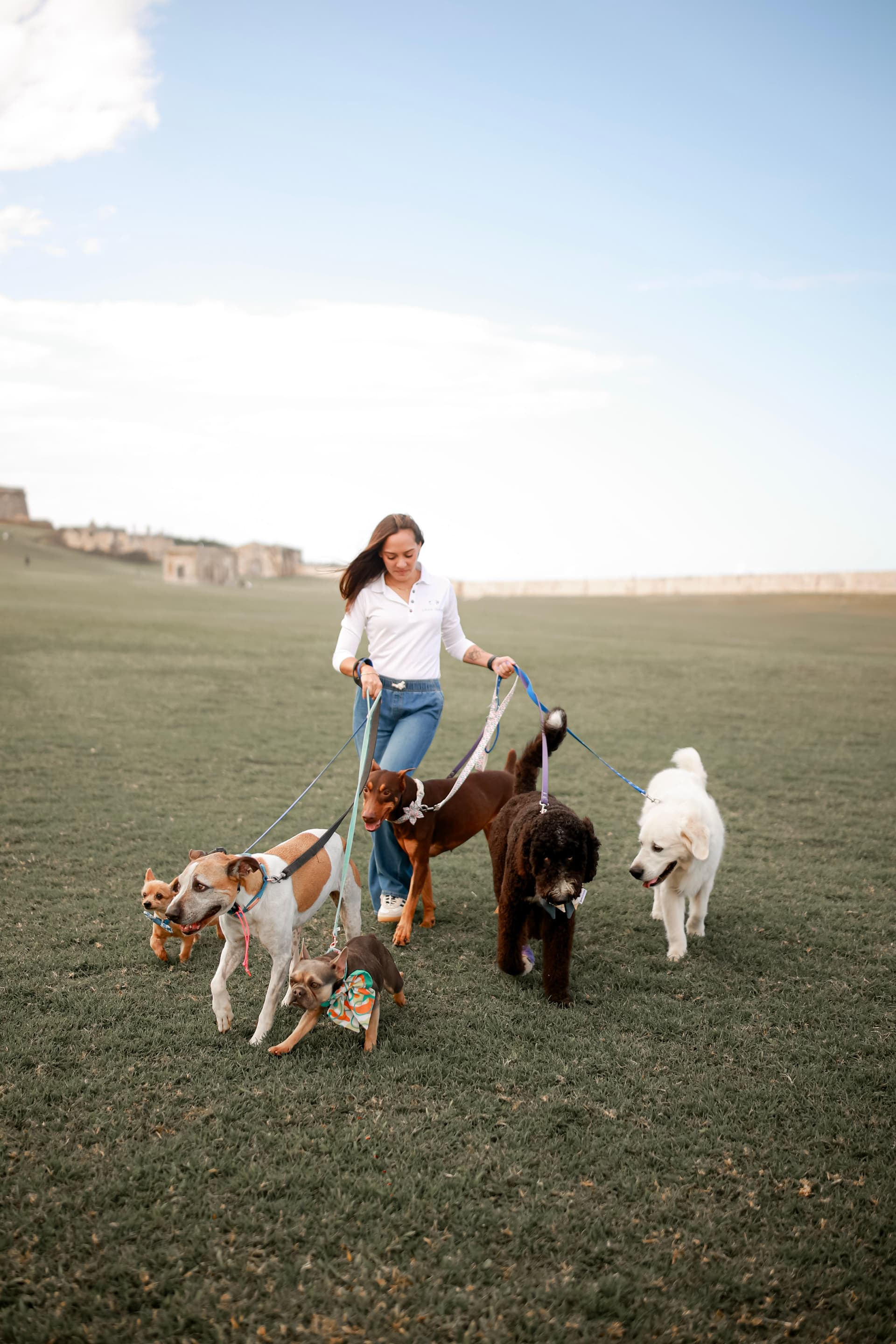 Anayla walking six dogs of different sizes and breeds on leashes across an open field near a historic Puerto Rico fort