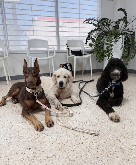 A Doberman, a Golden Retriever, and a black poodle lying calmly together on their leashes in a training waiting room